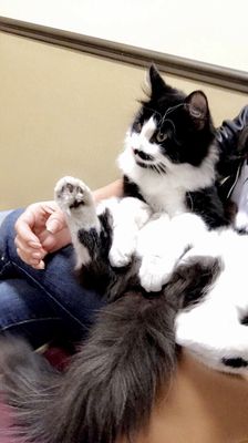 durango animal hospital hours