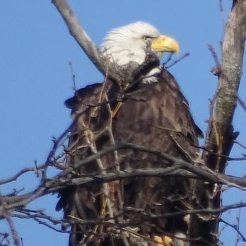 Cincinnati Mall - can see eagles nest from parking lot ... look toward Lebanon - Shopping Centers Near Me - Cincinnati, Ohio