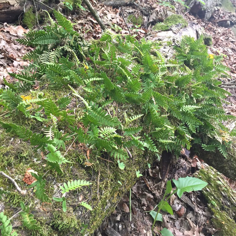 Spillway Creek - Hiking Near Me