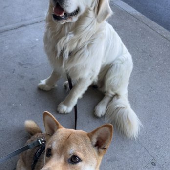 Kopan - two dogs sitting on a sidewalk - Sushi Bars Near Me - Florence, Kentucky Kopan - two dogs sitting on a sidewalk - Sushi Bars Near Me - Florence, Kentucky