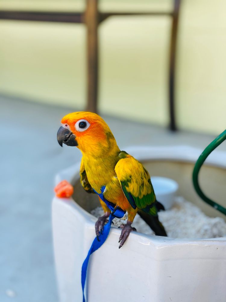 The Bird Store Image