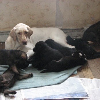 Goldmoon Kennels - "Ruby" ~ Yellow Lab Lab/Shepherd mix pups Out of  Ruby & Max - Pet Breeders Near Me - Danbury, New Hampshire