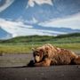 Photo of Sasquatch Alaska Adventure Co