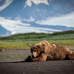 Sasquatch Alaska Adventure Co