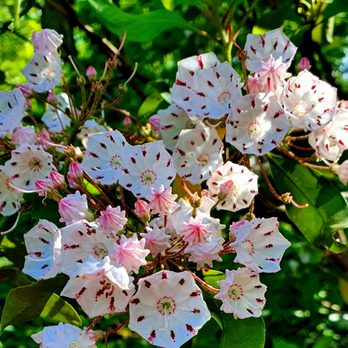 Paris Mountain State Park - Mountain Laurel along the lake trail - Lakes Near Me - Greenville, South Carolina Paris Mountain State Park - Mountain Laurel along the lake trail - Lakes Near Me - Greenville, South Carolina