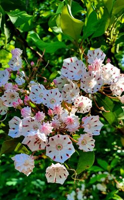 Paris Mountain State Park by null