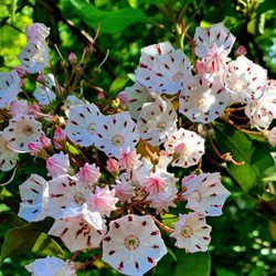 Paris Mountain State Park - Mountain Laurel along the lake trail