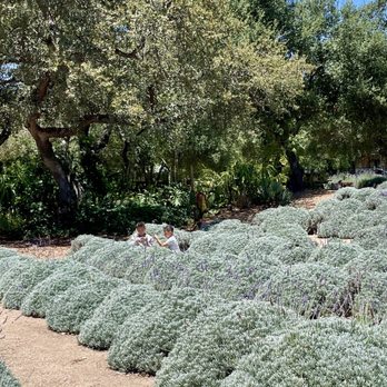 Daily Blooms Lavender Farm - Lavender fields - Farms Near Me - Fallbrook, California