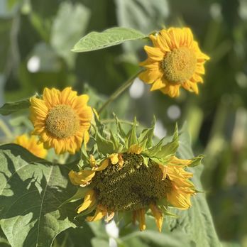 Pick-Quick Drive In - sunflowers in a field - Burgers Near Me - Fife, Washington Pick-Quick Drive In - sunflowers in a field - Burgers Near Me - Fife, Washington