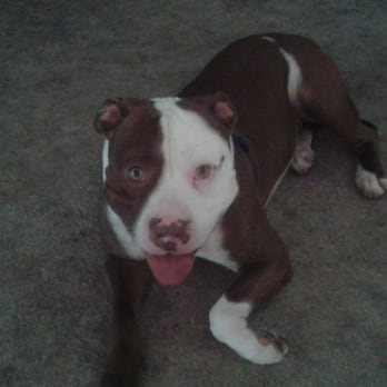 Matthew's Dog Sitting - Pet Sitting Near Me