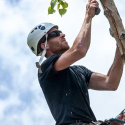 Absolute Tree Solutions