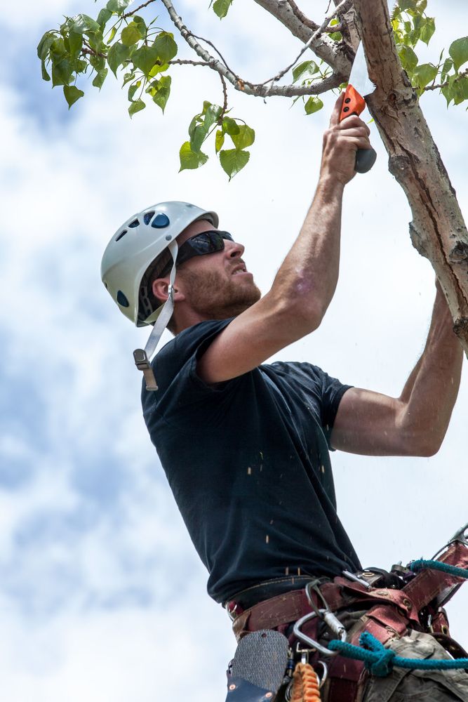 Absolute Tree Solutions - tree service in Palatine, IL