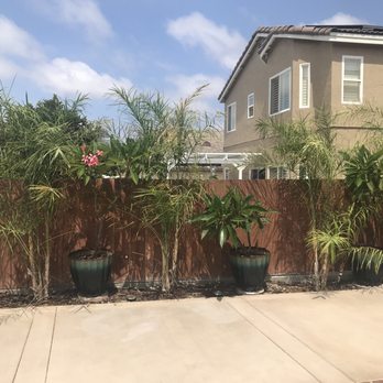 Discovery Island Palms - 4 baby queen palms aka chamaedorea plumosas. Trunks like bamboo (except they don't spread) and light airy fronds like a queen palm. - Landscaping Near Me - San Marcos, California Discovery Island Palms - 4 baby queen palms aka chamaedorea plumosas. Trunks like bamboo (except they don't spread) and light airy fronds like a queen palm. - Landscaping Near Me - San Marcos, California