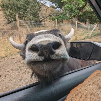 Olympic Game Farm - Zoos Near Me - Sequim, Washington Olympic Game Farm - Zoos Near Me - Sequim, Washington