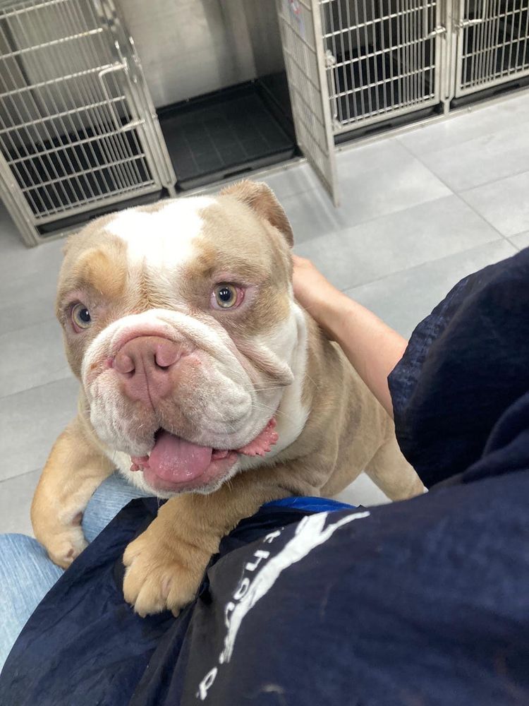 SCENTHOUND Updated October 2024 43 Photos 2621 S Shepherd Dr