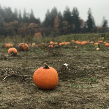 Bob's Corn & Pumpkin Farm - Pumpkin Patches Near Me - Snohomish, Washington Bob's Corn & Pumpkin Farm - Pumpkin Patches Near Me - Snohomish, Washington