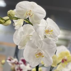 Sprouts Farmers Market - Lovely white orchids to bring positivity during these uncertain times.