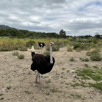Ostrichland USA - Attraction Farms Near Me - Solvang, California Ostrichland USA - Attraction Farms Near Me - Solvang, California