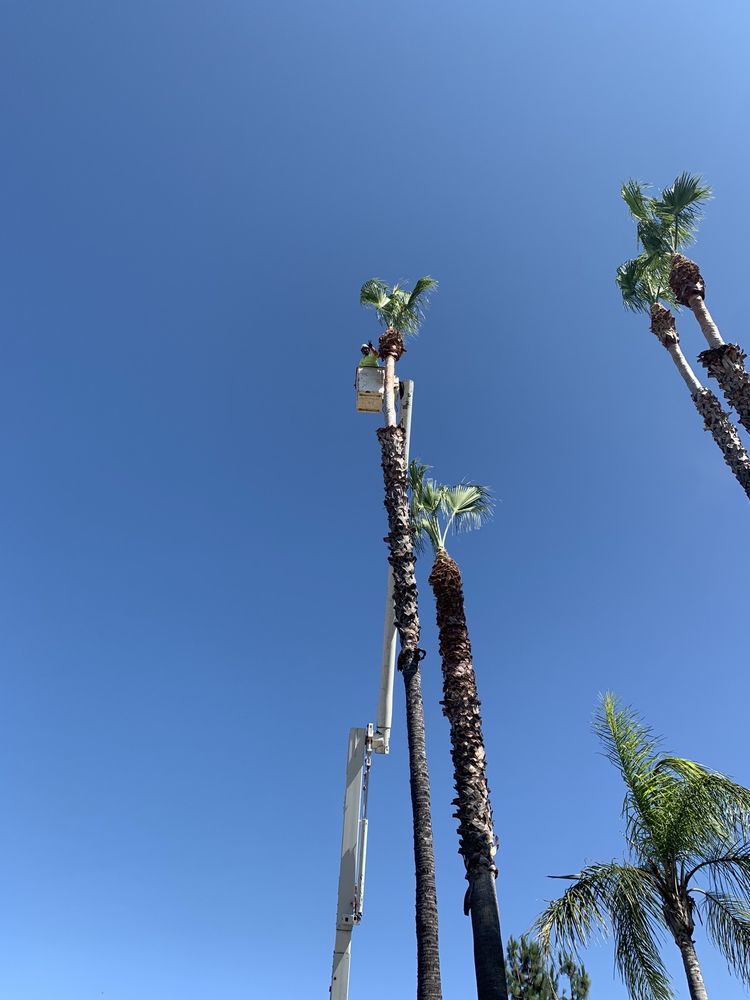 GENESIS TREE SERVICE Tree Services Ramona, CA Phone Number Yelp