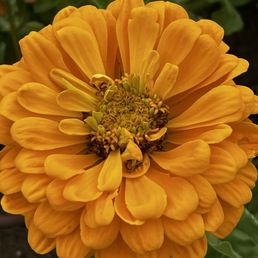 Beautiful dahlia on an August dau