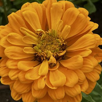 The Oregon Garden - Beautiful dahlia on an August dau - Botanical Gardens Near Me - Silverton, Oregon