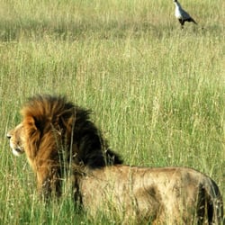 African Safaris