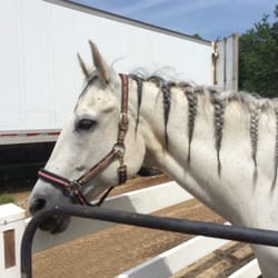 Babylon Riding Center - And the horse he rode in on!!!