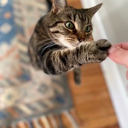 Purr-ky Petsitting - Cat treat