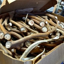 Michigan Antler Chews - Fresh Rocky Mountain Elk Sheds