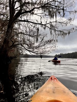 Manatee Springs by null