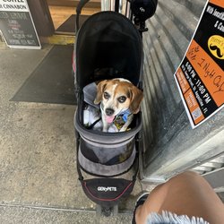 Pierre's Pub - Dog!