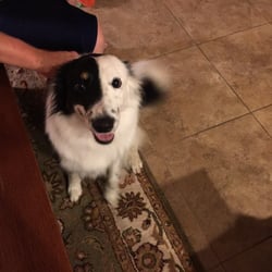 Pam's Pet Sitting Doggie Hotel