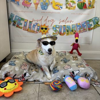 Mod Dog Salon - My dog Indy at Mod Dog! - Pet Groomers Near Me - Boca Raton, Florida