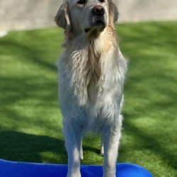 Playtime Pet Resort