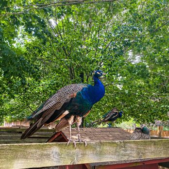 Popcorn Park Zoo - Zoos Near Me - Forked River, New Jersey