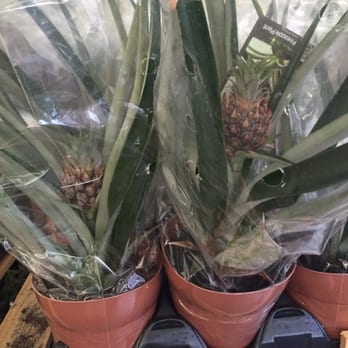 Walmart Supercenter - Really excited to see pineapple plants being sold with REAL baby pineapples growing on top! That's a first! - Department Stores Near Me - Norman, Oklahoma