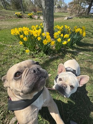 Dog Walking - Recurring & On Demand - Our most popular service! Does your 9-5 not allow you to run home to walk your dogs? Work from home but prefer to delegate dog walking to someone else? We got you!
We will arrive at your home and take your pups for a walk in the neighborhood. Whether you just need a small potty break or a brisk walk for exercise for 1 hour, we are happy to help.