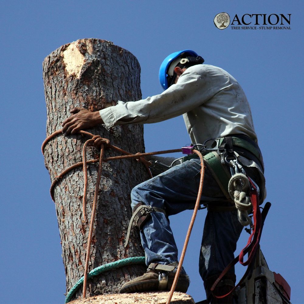 Action Tree Service - tree service in San Antonio, TX