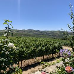 Quinta de Avessada - Garden & vineyard in Portugal