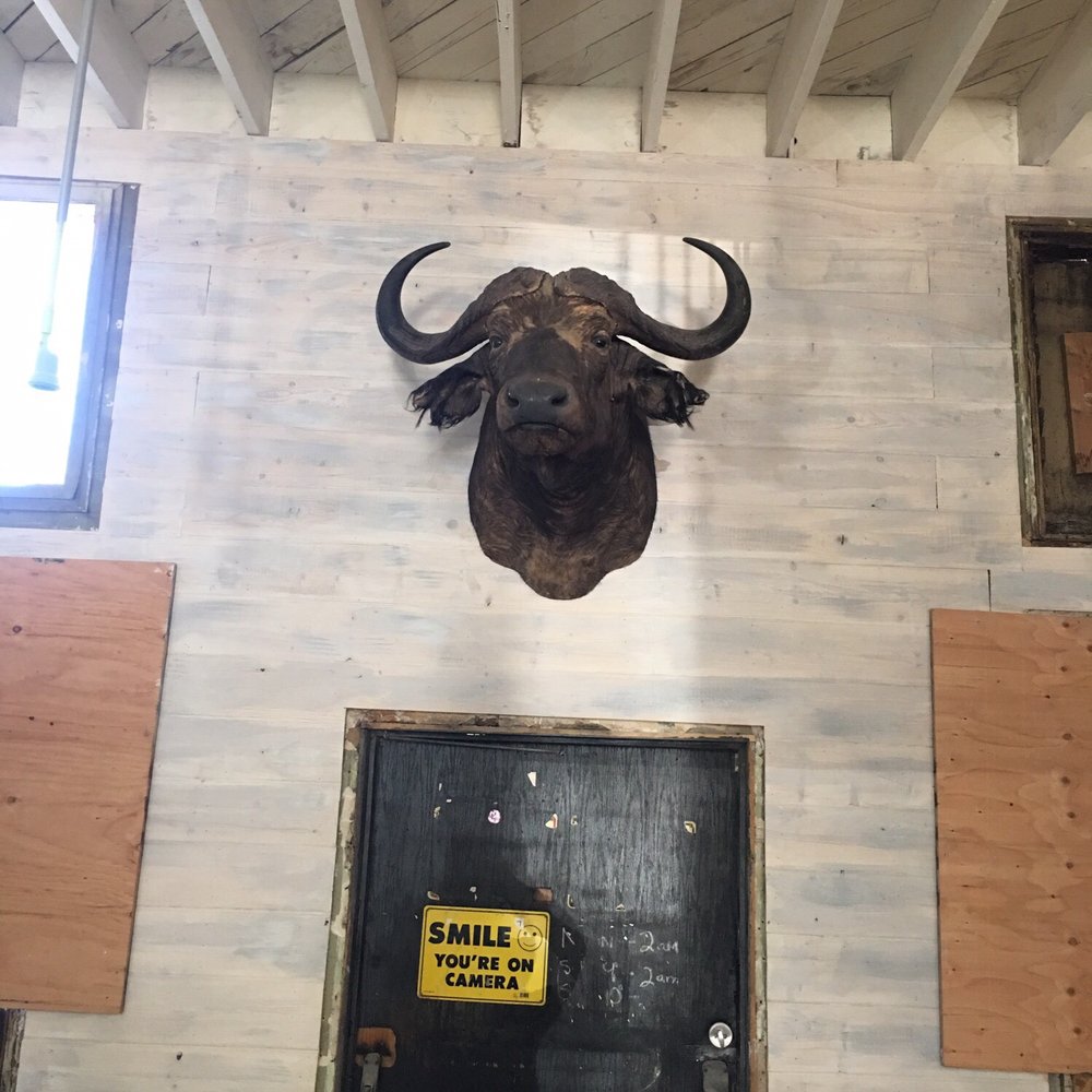 Antique Corral - Cape Buffalo Head - Antiques Near Me - Redondo Beach, California