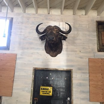 Antique Corral - Cape Buffalo Head - Antiques Near Me - Redondo Beach, California