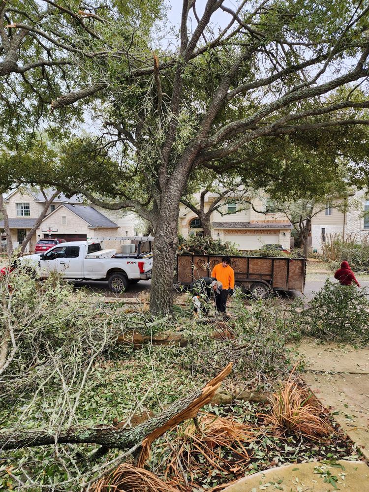 The Tree Man - tree service in Austin, TX