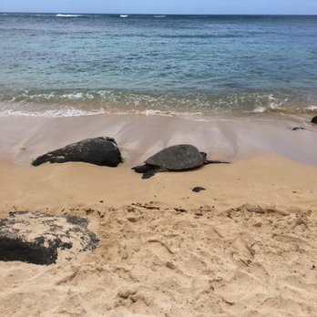 Laniakea Beach - Beaches Near Me - Haleiwa, Hawaii Laniakea Beach - Beaches Near Me - Haleiwa, Hawaii