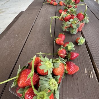 The Berry Farms - Fresh strawberries - Farms Near Me - Miami, Florida The Berry Farms - Fresh strawberries - Farms Near Me - Miami, Florida