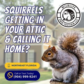 Wildlife PRO-Tection - Are squirrels turning your attic into their cozy hideaway?
Don't let these furry intruders take over your property! - Wildlife Control Near Me Wildlife PRO-Tection - Are squirrels turning your attic into their cozy hideaway?
Don't let these furry intruders take over your property! - Wildlife Control Near Me