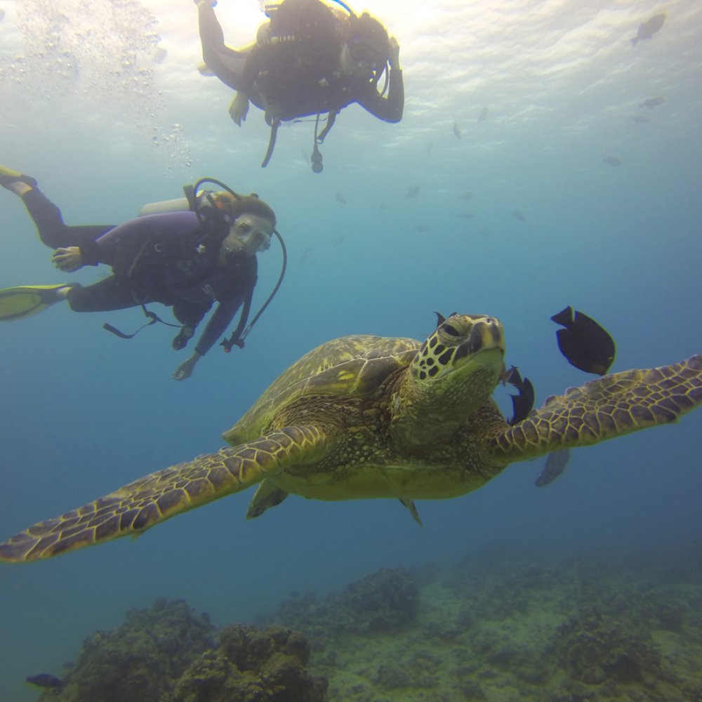 Oahu Diving - Scuba Diving Near Me - Honolulu, Hawaii