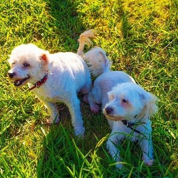 Madame Pompador - Fluffy & Coco - Pet Services Near Me - South Gate, California