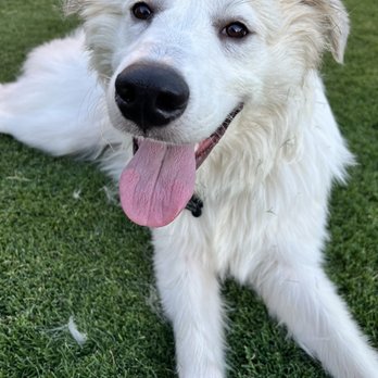 Content K9s - The subject...Jordy - Pet Training Near Me - Las Vegas , Nevada