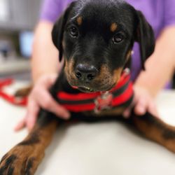 Shiloh Veterinary Hospital