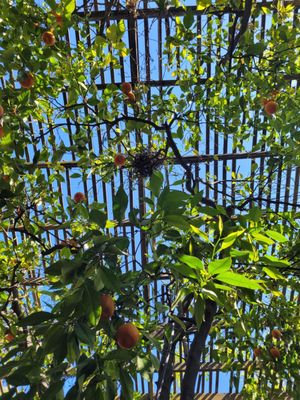 Forestiere Underground Gardens by null